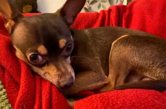 Missing dog Altamonte Springs, photo: Lost dog, East Altamonte Drive, 375, Altamonte Springs, Gainesville - male Chihuahua/mini pincher mix