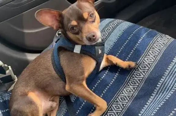 Missing dog Altamonte Springs, photo: Lost dog, East Altamonte Drive, 398, Altamonte Springs — black harness, microchipped