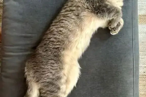 Chat perdu, mâle, Rue Saint-Léon, 12, Toulouse - très peureux - photo