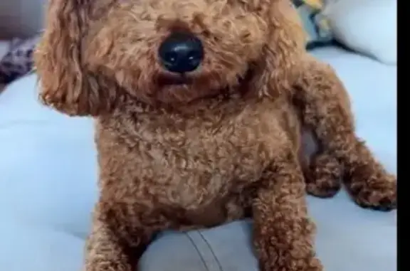 Perdido perro hembra, Calle Venecia, 8, Jerez de la Frontera - caniche rojizo - photo