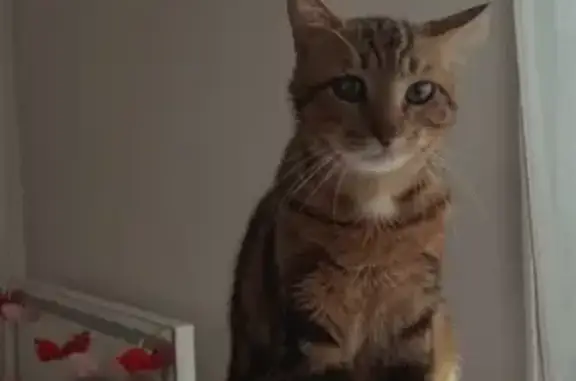 Chat perdu mâle, Rue de Cernay, Reims - taches visibles au niveau des yeux - photo