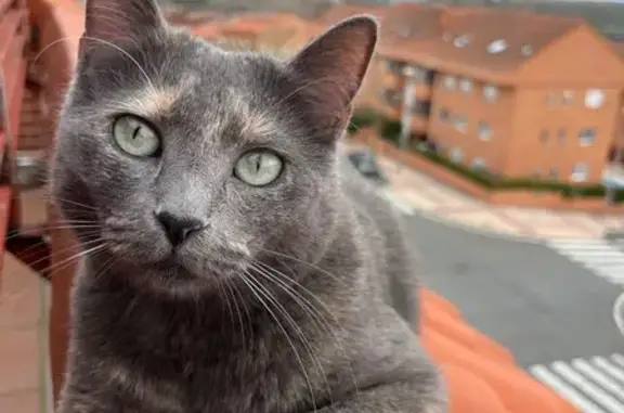 Perdido gato hembra, Calle Juan Ruiz Peña, 8, Salamanca - color gris con destellos más claros - photo