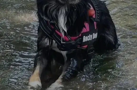 Perdido perro hembra, Camino Ermita, 10, Villaco, Palencia - negro con blanco y detalles en marrón - photo