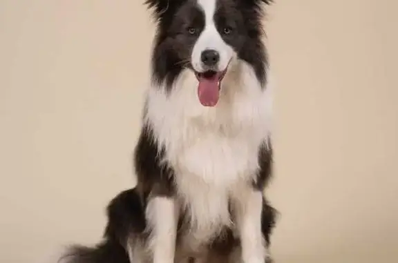 Chien perdu mâle, Chemin du Carreau de Lanes, 4349, Caveirac — border collie blanc et gris, très craintif - photo