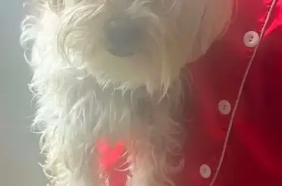 Lost dog, Milwaukee, Wisconsin, Chicago - off-white with brown spots - photo