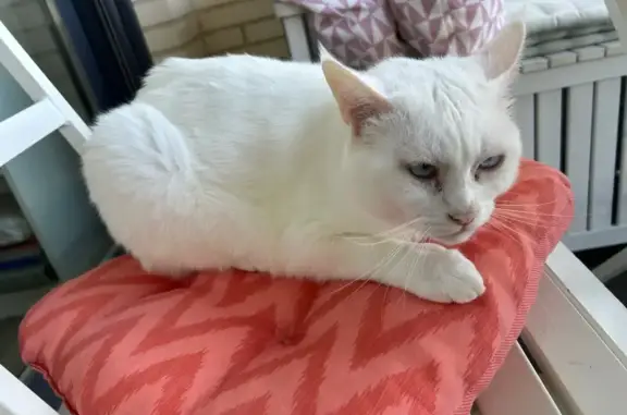 Perdido gato masculino, Avenida de Juan Antonio Samaranch, 121, Hortaleza - blanco con ojos azules - photo