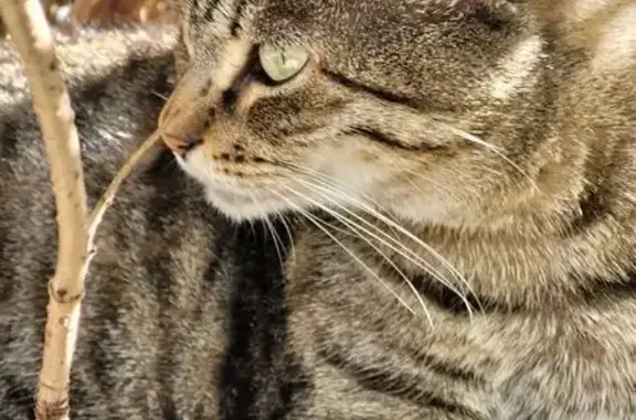 Chat perdue, Rue Pampoule, Louviers, Lyon - femelle tigrée grise, un peu d'embonpoint - photo