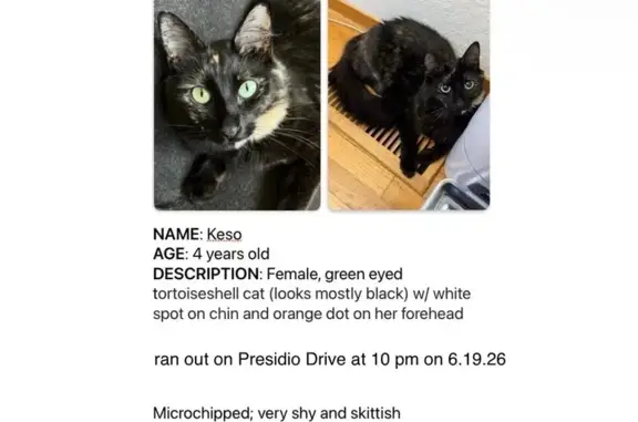 Lost cat, Presidio Drive, Cupertino, Sunnyvale - female, very shy and skittish - photo