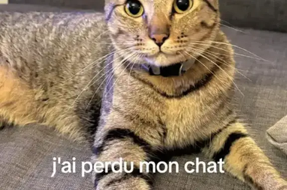 Chat perdu, La Seyne-sur-Mer, photo: Chat perdu mâle, La Seyne-sur-Mer — tigré, pucé, stérilisé