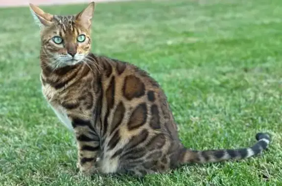 Perdido gato masculino bengalí, Can Llobet, Bellaterra, Pozuelo de Alarcon - 8 años, castrado, con chip - photo