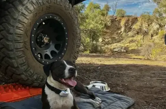 Wearing a green collar. She’s a dark brown (could be called black from afar) and white. She’s friendly towards adults, kids, dogs and livestock