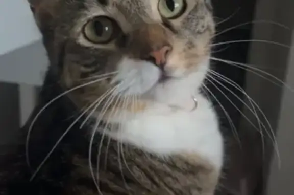 Lost cat, Napthali Close, 4, Charnwood, Belconnen - female tabby with blue and white striped collar - photo