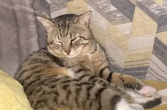 Lost cat, Retief Street, 102, Paarl - male tabby, very vocal - photo
