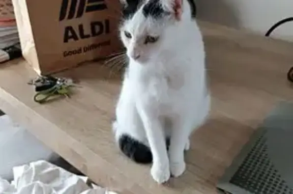 Lost cat, Percy Street, 36, Darebin - male, petite, short-haired - photo