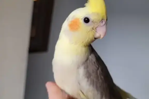 Lost bird, East Hazel Street, 238, West Chicago - male - photo