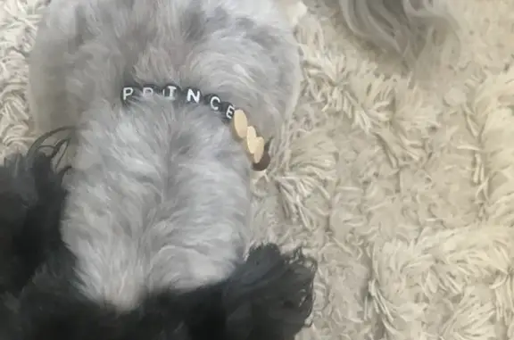 Lost pets Baltimore, photo: Lost dog, Blacklick-Eastern Road Northwest, 3830, Baltimore - black and white Shih Tzu