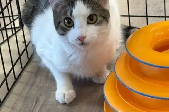 Lost cat male, New York 111, 554, Hauppauge - tabby & white, microchipped - photo