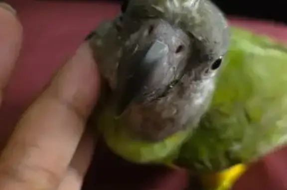 Lost bird, Yishun Avenue 6, 431, Sengkang - male, blue ring on leg - photo