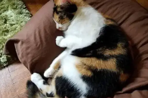 Chloe is a 10-year old small calico who escaped from my car. She's pretty friendly and she may let you approach her if you call her by name and walk softly. If you see her, please call me. I am desperate to find her. Thank you.