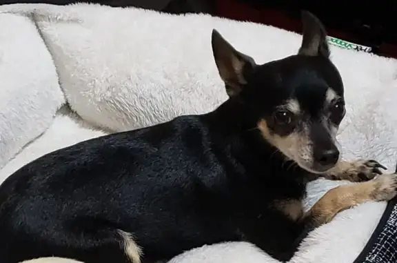 Lost dog, San Antonio, Texas - female Chihuahua - photo