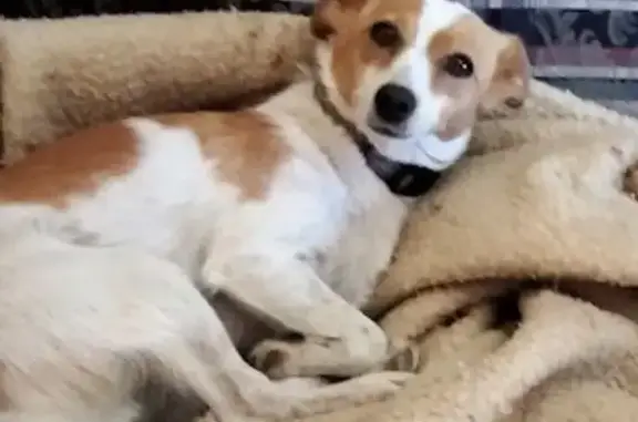 Lost dog, Barry Road, 158, City of Whittlesea, Ballarat - male Jack Russell x - photo