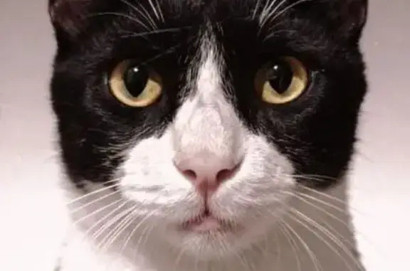 Perdido gato macho, Calle Las...