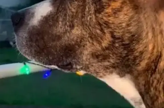 Lost dog, Merindah Street, Logan, Brisbane - gate was open - photo