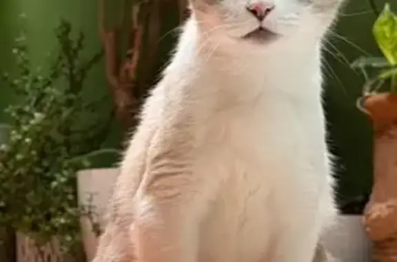 Perdido gato macho, Carrer Major, 15, Godella, Valencia - blanco y beige, ojos azules - photo