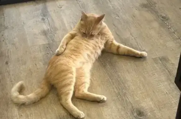Chat trouvé Luçon, photo: Chat trouvé, Rue du Président de Gaulle, 12, Luçon - beige, craintif des voitures