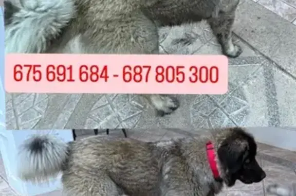 Perro perdido masculino, Bonavista, Comunidad Valenciana, Sevilla - llevaba un arnés rojo - photo
