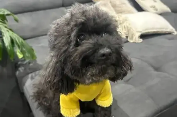 Lost dog, Handle Street, 18, Canterbury-Bankstown Council, Sydney - male, grey fur on his head - photo