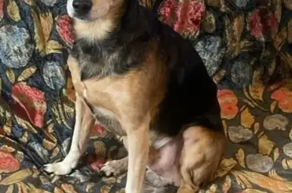 Perdido cachorro macho, Rua Jarbas de Barros Galvão, 159 - photo