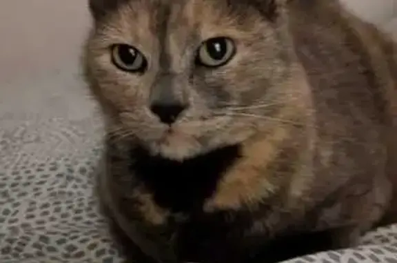 Chat perdu, Chemin des Petits Plans, 30, Cagnes-sur-Mer - petite taille, bout de queue beige - photo