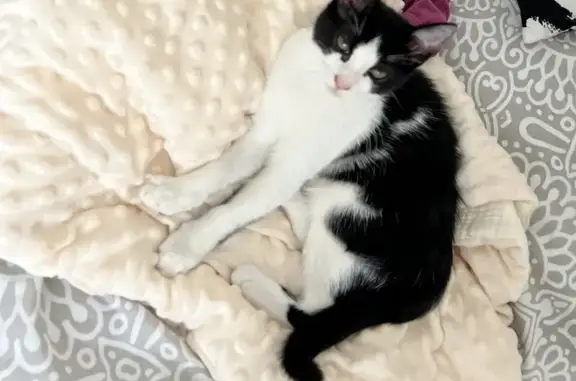Chat perdu, Rue des Ajoux, 2, Courbevoie, Paris - femelle stérilisée - photo