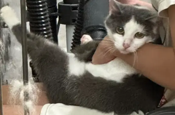 Lost cat, Auburn Road, 93, Cumberland City Council, Strathfield - female Domestic Short Hair - photo