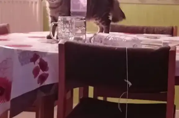 Chat perdu femelle, Rue de Vomp, 14, Vieux-Thann — très peureuse, peur des chiens - photo
