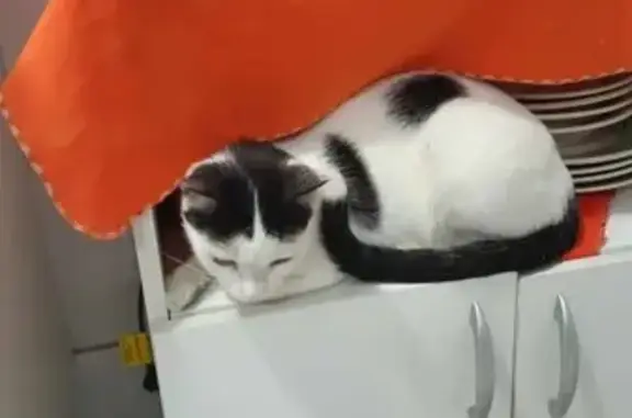 Perdido gato fêmea, Rua Adolfo Marcelino Lemos, 113 - branca e preta, muito dócil - photo