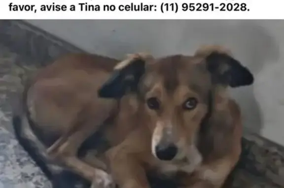 Perdido cachorro macho, Rua Moacir Guimarães, São Paulo — marrom, comprido e super dócil - photo