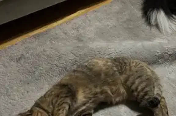 Perdido gato hembra, Calle Durango, 12, Santutxu - esterilizada y amigable - photo
