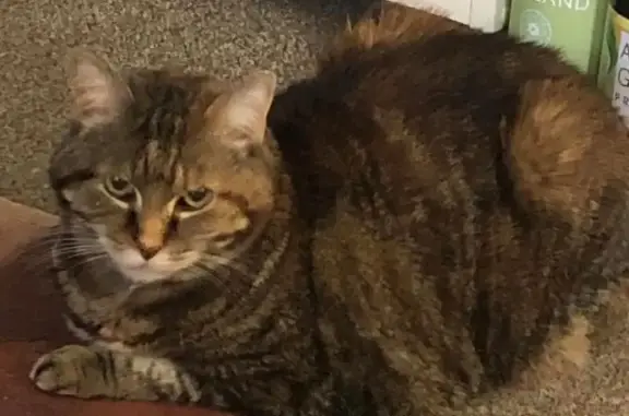 Lost pets Bassendean, photo: Lost cat, Garnsworthy Place, Bassendean - female tabby, 16 years old
