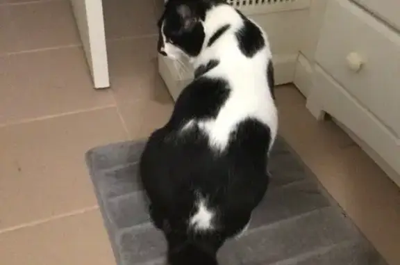 Lost cat, Idlewood Drive, 9687, Brooklyn - black and white tuxedo, yellow-green eyes - photo