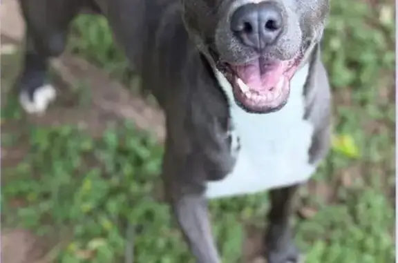 Lost dog, Ridgewood Drive, 601, Daphne, Spanish Fort - female, grey Bully mix, no collar - photo