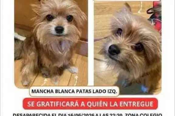 Perdido perro hembra, Calle de Oslo, 18, Madrid, Pozuelo de Alarcon - marrón dorado, 1,8 kg, chip - photo