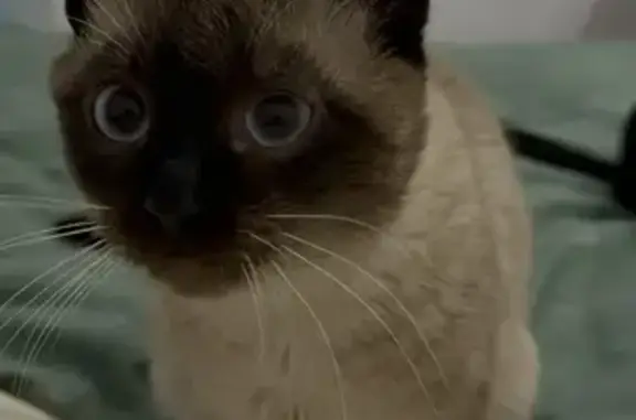 Perdido gato hembra en Calle las Mercedes, 6, Gijón, Pozuelo de Alarcon - pequeñita y de 2 años - photo