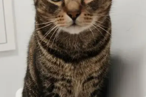 Chat perdu mâle, Rue des Rabats, 16, Antony, Paris - tigré noir et marron - photo