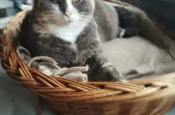 Chat perdu, Route des Sèches Tournées, Fraize, Paris - femelle - photo