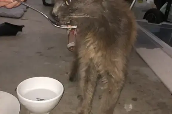 Chat trouvé Martignas-sur-Jalle, photo: Chat trouvé, Avenue Maréchal Leclerc, 33, Martignas-sur-Jalle - très câlin, très maigre