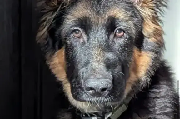 Кобель, 7 місяців. Був без іменного жетону. Має чіп!!! Допоможіть знайти. Винагорода!!! Писати на офіційну сторінку благодійного фонду Корпорація монстрів.