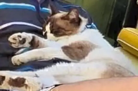 Chat perdu, Montpellier, photo: Chat perdu, Montpellier — yeux bleus, mâle castré