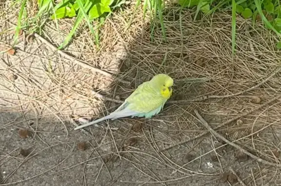 Found bird, Hartley Road, 24,...